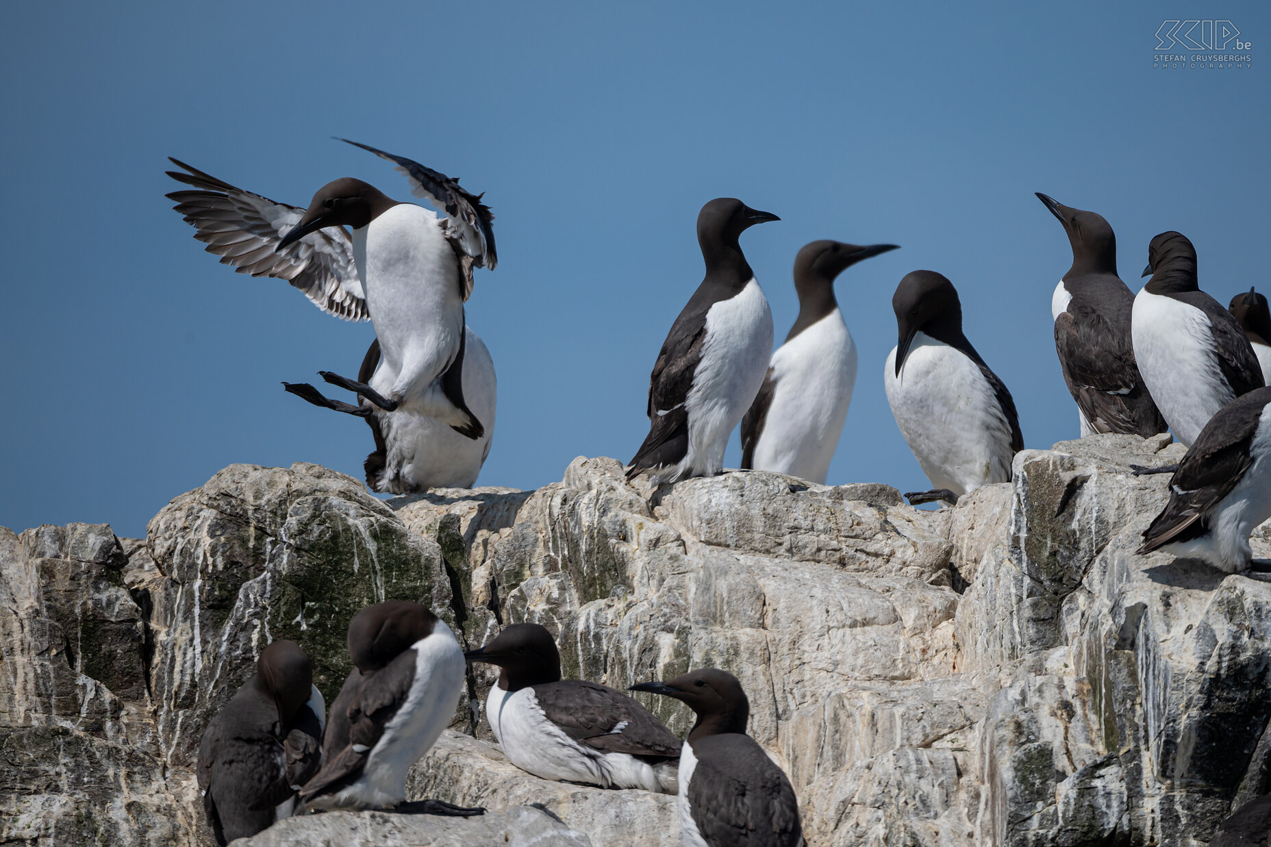 Farne Islands - Zeekoeten De Farne-eilanden herbergen meer dan 25 broedende vogelsoorten. Eén daarvan is de zeekoet. Er wordt geschat dat er meer dan 100 000 individuele zeekoeten op het eiland leven Stefan Cruysberghs